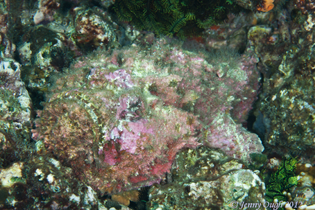 Reef Stonefish - Photo by Jenny Ough © 2012