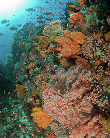 Komodo Reef Scene - Copyright Jeff Mullins 2010