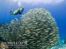 Arborek Jetty Scene - Raja Ampat
