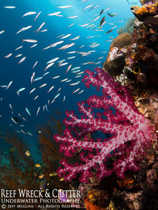 Reef Scene in Raja Ampat - Copyright Jeff Mullins 2016