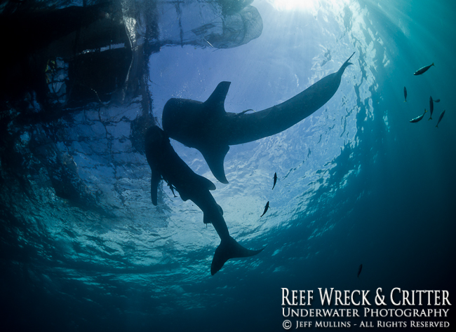 Cenderawasih Bay Whale Sharks