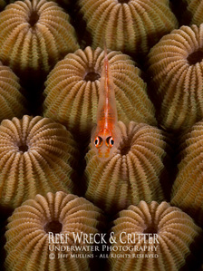 Goby on Star Coral - Photo Copyright Jeff Mullins 2012