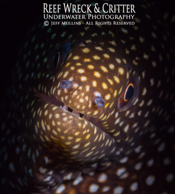 Fibre Optic Snoot Photography - Moray Eel