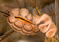 Donut Nudibranch - Copyright Jeff Mullins 2010
