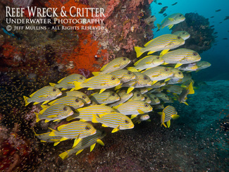 Raja Ampat Underwater Photo Trips - Sweetlips - Copyright Jeff Mullins 2013