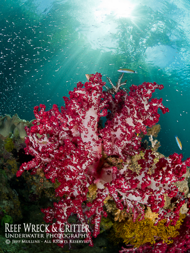 Soft Corals Raja Ampat - Photo Copyright Jeff Mullins 2016