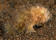 Hairy Frogfish - Tulamben Bali - Copyright Jeff Mullins 2010