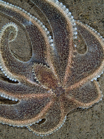 Mimic Octopus - Tulamben Bali - Copyright Jeff Mullins 2010
