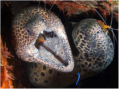 Black Blotched Moray Eels - Photo Copyright Jeff Mullins 2011