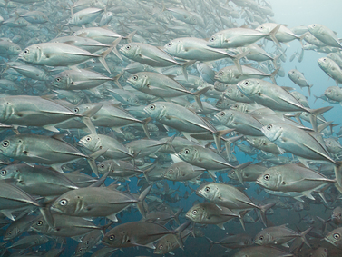 Schooling Big Eye Trevally - Tulamben Bali - Photo Copyright Jeff Mullins - 2012 (olympus PEN E-PL2)