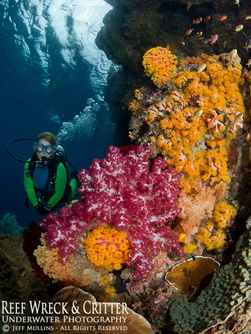 Raja Ampat Soft Corals - Photo Copyright Jeff Mullins 2016