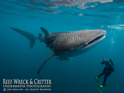Whale Shark Cenderawasih Bay
