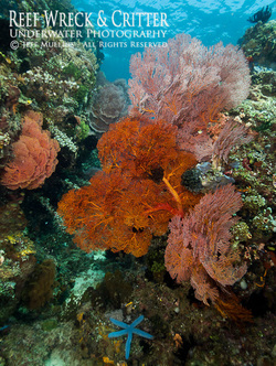 Reef North Sulaesi- Copyright Jeff Mullins 2011