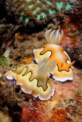 Nudibranchs - Sulawesi - Photo by Wendy Hutchison © 2011