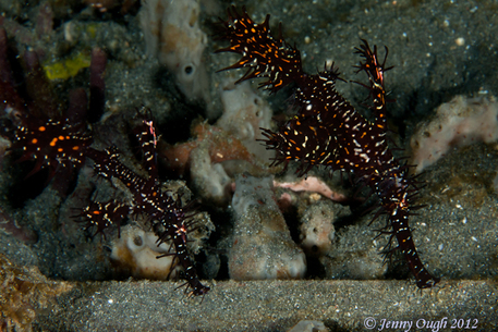 Ghost Pipefish - Photo by Jenny Ough © 2012