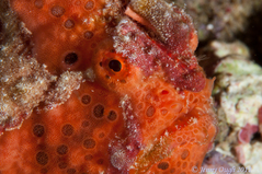 Frogfish - Photby Jenny Ough © 2012