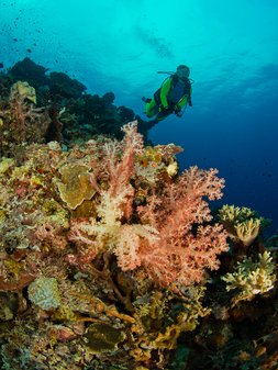 Cenderawasih Bay Coral Reefs