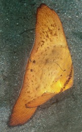 Batfish Juvenile - Copyright Jeff Mullins 2010