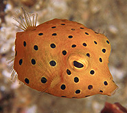 Underwater Photography Courses - Boxfish Photo