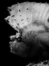 Snoot Underwater Photography - Copyright Jeff Mullins 2011