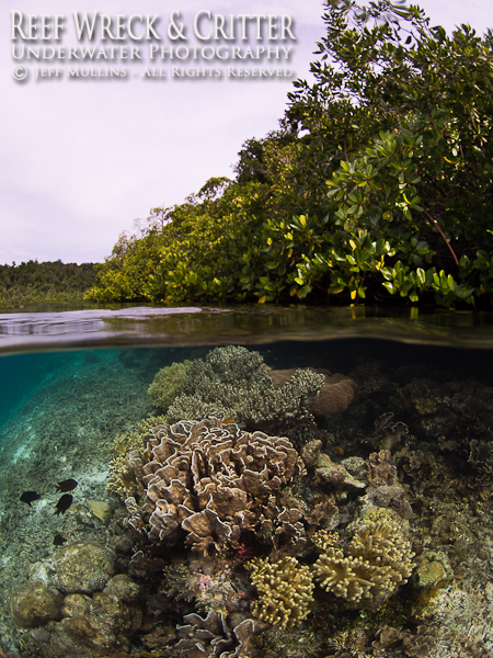 Mangroves and Coral Reef - Raja Ampat