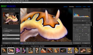 Adobe Lightroom Editing for Underwater Photographers