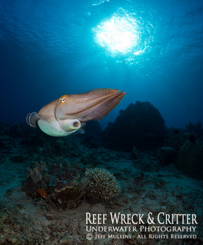 Cuttlefish - Panasonic 8mm fish eye lens - Copyright Jeff Mullins 2013