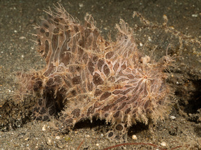 Striated Hairy Frogfish - North Sulawesi - Photo Copyright Jeff Mullins 2011