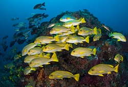 Komodo Reef Scene - Photo Jeff Mullins Copyright 2010