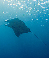 Manta - Komodo live Aboard Underwater Photography by Digant Desai