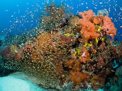 Komodo Reef Scene - Copyright Jeff Mullins 2010