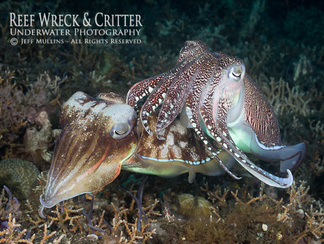 Cuttlefish Mating - Copyright Jeff Mullins 2012