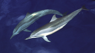 Dolphins Manado North Sulawesi - Photo Copyright Jeff Mullins 2011