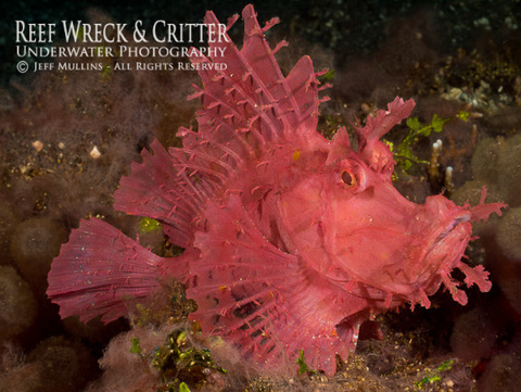 Pink Rhinopias Scorpion Fish - Bali. Photo Copyright Jeff Mullins 2012