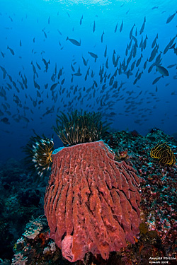 Komodo Reef - Photo Annika Persson