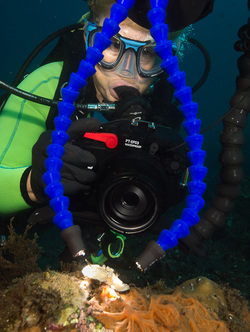 Using Fiber Optic Snoots for Underwater Photography