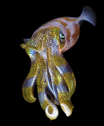 Reef Squid - Photo Copyright Jeff Mullins 2011