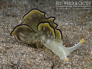 Sea Slug - Photo Copyright Jeff Mullins 2014