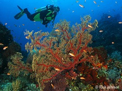 Komodo Reef Scene - by Rich Witmer