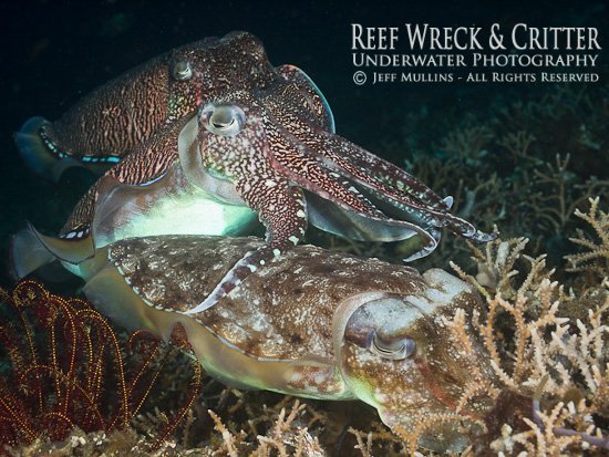 Cuttlefish Egg Laying - Copyright Jeff Mullins 2012