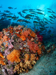 Bangka Island North Sulawesi Reef Scene - Copyright Jeff Mullins 2011