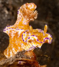 Niudibranch - Lembeh Strait North Sulawesi - Copyright Jeff Mullins 2012