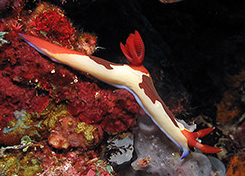 Nudibranch Komodo Photography Trip - Photo Dave York