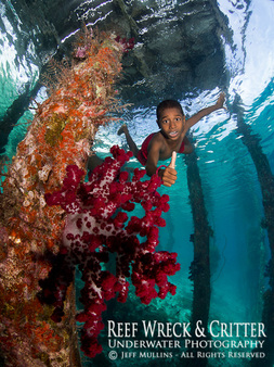 Raja Ampat Jetty Diving - Photo Copyright Jeff Mullins 2016