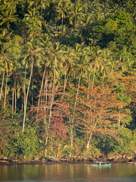 Lembeh Strait North Sulawesi - Copyright Jeff Mullins 2015