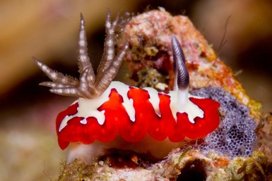 Nudibranch - Photo by Chris Cunnold © 2011