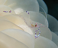 Shrimp Komdo - Underwater Photo Live Aboard