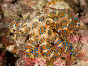 Blue Ring Octopus - North Sulawesi - Photo Copyright Jeff Mullins 2011