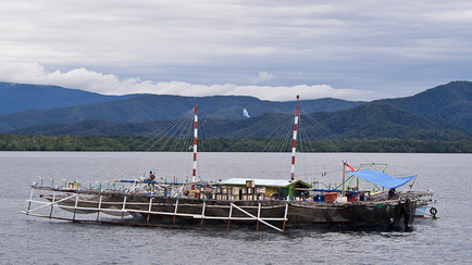 Cenderawasih Bay Whale Shark Cruise 2014