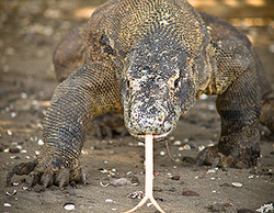 Komodo Dragon - Photo Copyright Jeff Mullins 2010